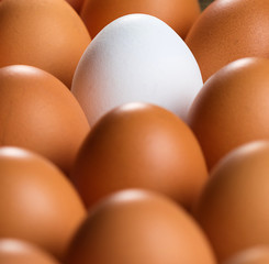 White chicken egg on the background of other chicken eggs