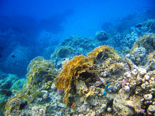 Fototapeta na wymiar Coral reef in Red sea, Abu Dabab