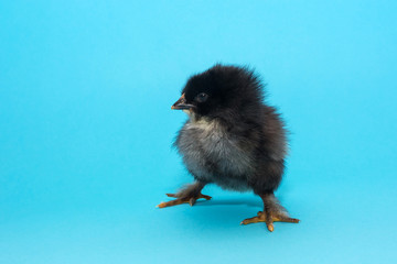 The newly born chicken spread its paws wide to resist. on a blue background