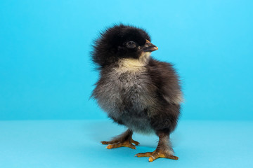 a young but very proud chicken stands on a blue background showing off his breed