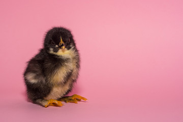 just born a small chicken born is sitting on small paws on a pink background