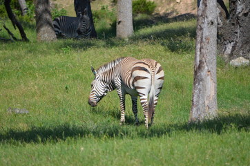 zebra