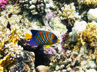 Fototapeta na wymiar Royal angelfish and coral reef