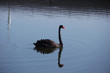 black Swan