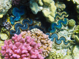 Fototapeta premium Rugose giant clams