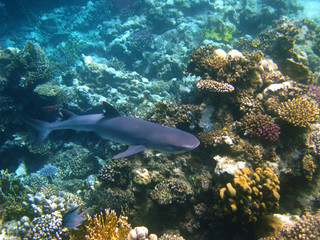 Shark and coral reef