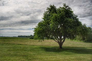 9020 - Frankenmuth Apple Tree (9020-TRE-053018-1104A)