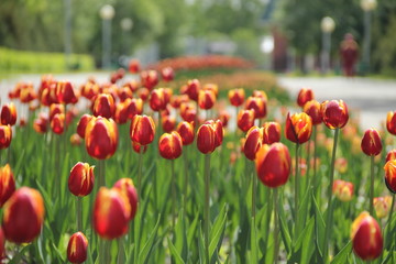 tulips