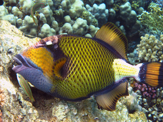 Titan triggerfish