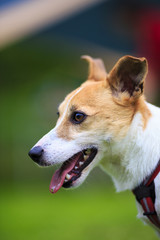 ジャックラッセルテリア