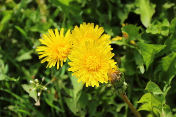 dandelion