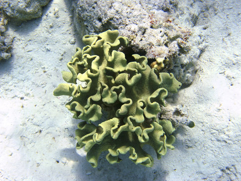 Toadstool mushroom leather coral