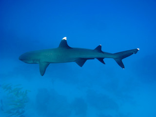 Naklejka premium Whitetip reef shark