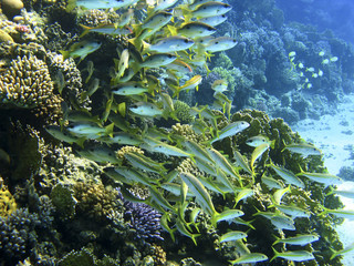 Yellowfin goatfish and dory snapper
