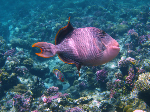 Yellowmargin triggerfish and coral reef
