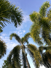 Palm trees, bottom up view