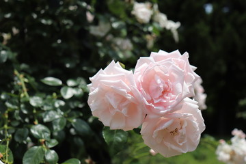 バラ（ニュー・ドーン）