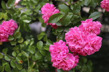 バラ（ミネハハ）