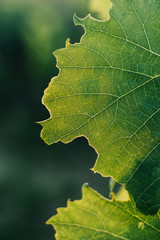 Grape leaves close-up