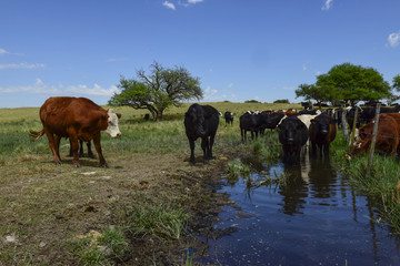Fototapeta premium Steers fed on pasture, La Pampa, Argentina