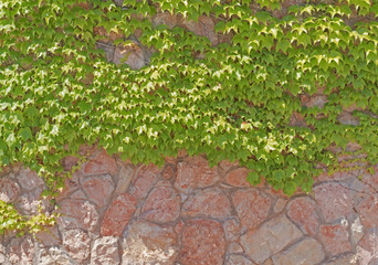 wild grape on the wall