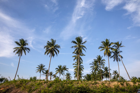 Coconut palms on blue sky © chirawan_nt