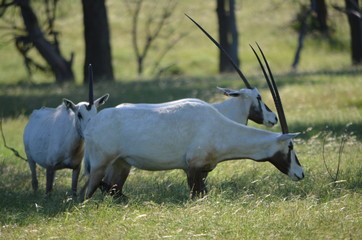 Arabian Oryx