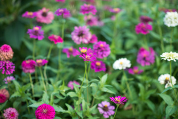 multi-color beautiful flower in the garden.
