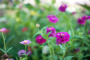 multi-color beautiful flower in the garden.