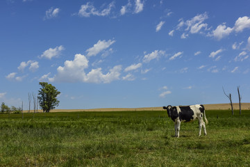 Steers fed on pasture, La Pampa, Argentina