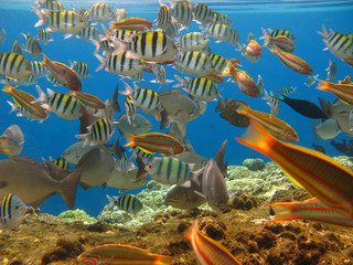 Fototapeta na wymiar Tropical fishes