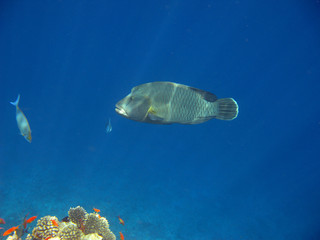 Napoleon fish