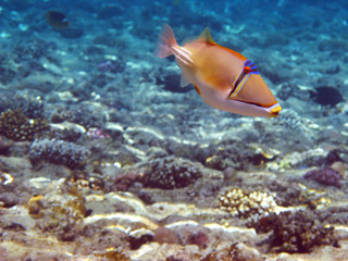 Fototapeta premium Picasso trigger fish