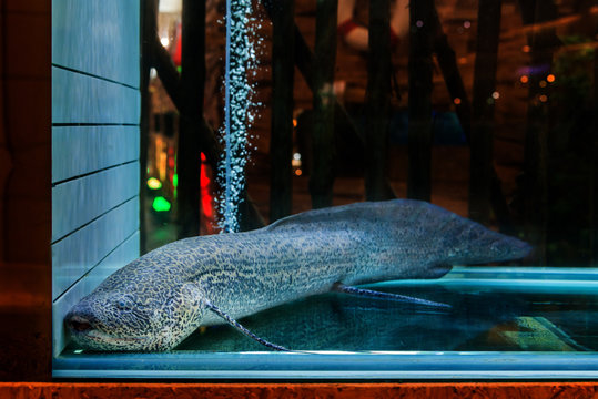 African Lungfish (Protopterus aethiopicus) or Dipnoi in a fish tank.