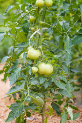 成長途中の青いトマト