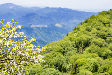 Obraz premium 新緑の山に咲く花