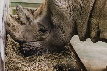 close up view of safari rhino eating meal at zoo