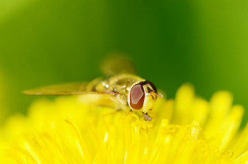 German wasp collects pollen from plants.