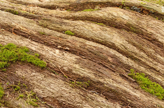 Texture of wood fibers.