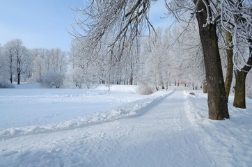 Cold winter in the woods.