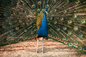 Obraz premium closeup image of peacock showing feathers at zoo