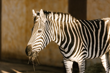 close up view of beautiful striped zebra at zoo