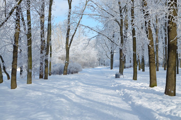 Cold winter in the woods.
