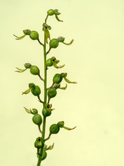 Common twayblade, Neottia ovata. On plain background.
