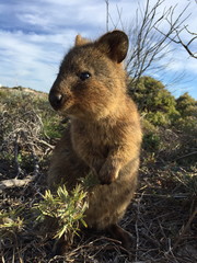 Happiest animal on earth-Quokka-Setonix brachyurus at Rottnest Island, Western Australia