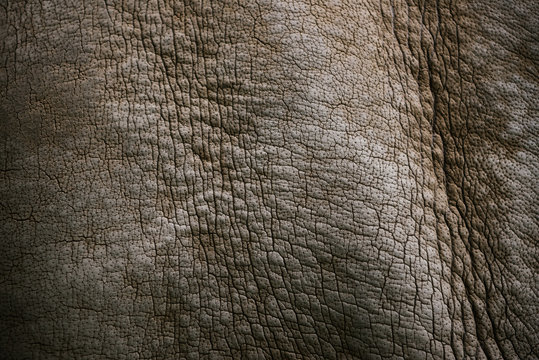full frame image of white rhino skin background