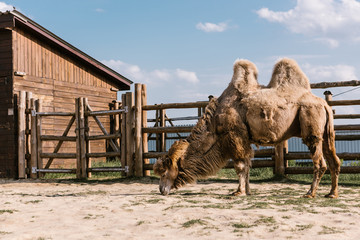 side view of two humped camel eating grass in corral at zoo