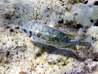 Fish and coral