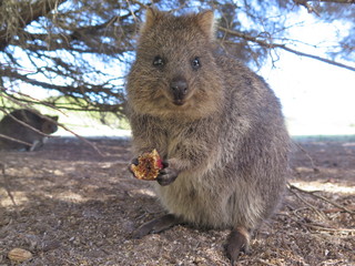 Happiest animal on earth-Quokka-Setonix brachyurus at Rottnest Island, Western Australia