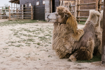 side view of two camel laying on ground in corral at zoo